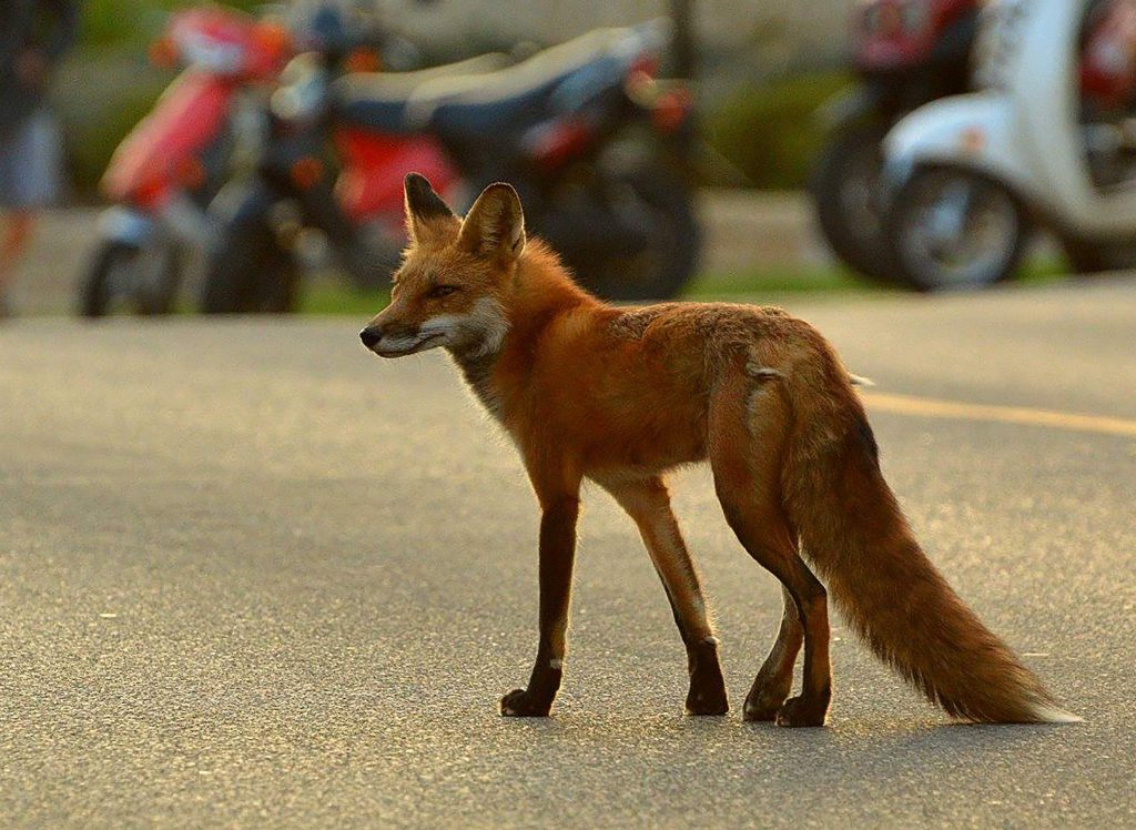 fox in a parking lot